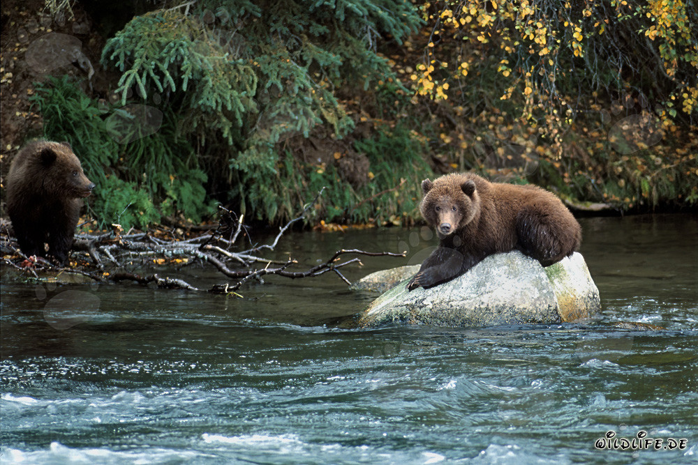 Oso joven relajado en una roca en el río Brooks, Alaska