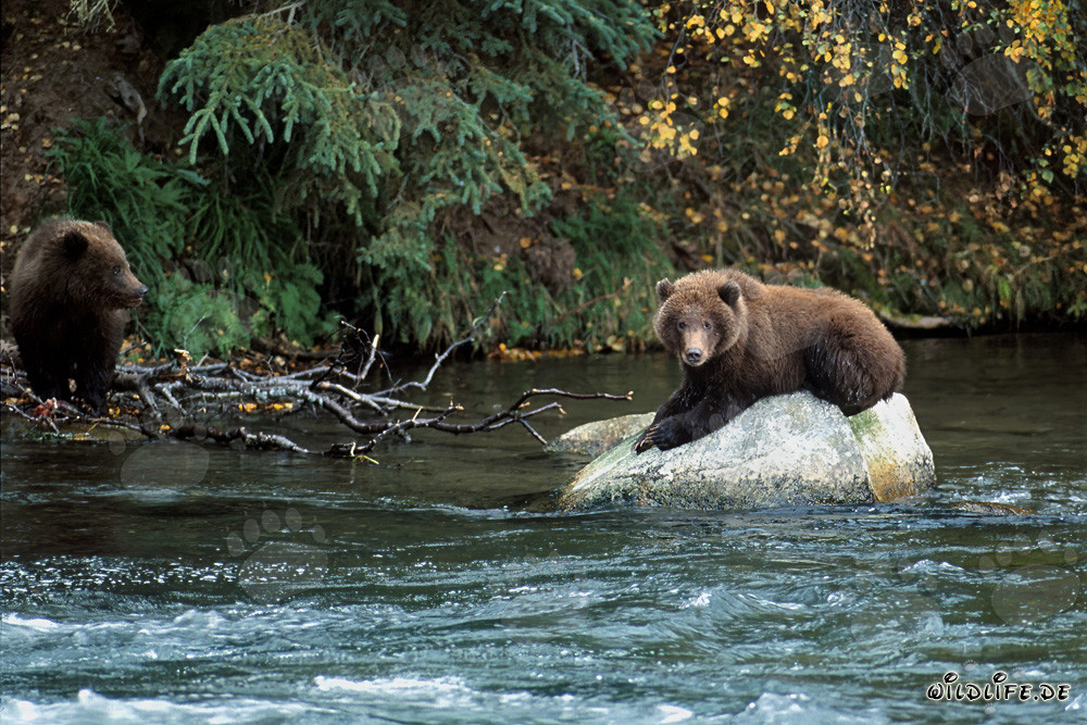 Young bear relaxing on a rock in Brooks River, Alaska