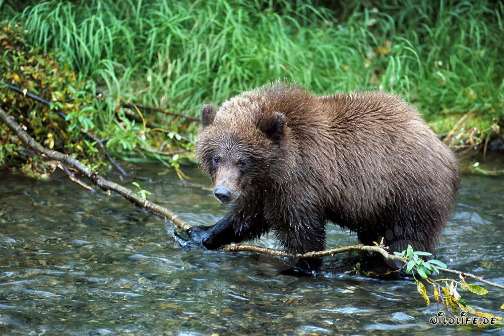 Junger Braunbär im Fluß