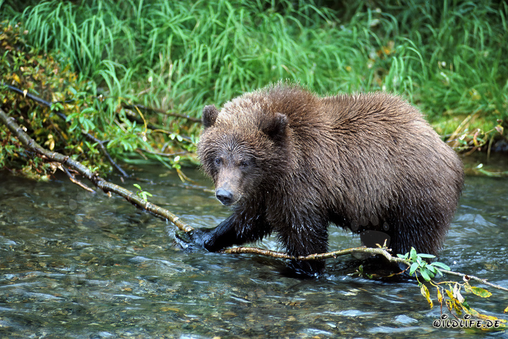 Jeune ours brun dans la rivière