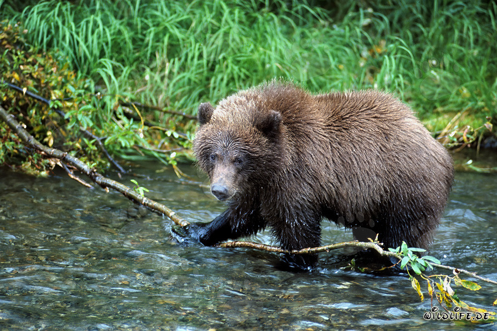 Oso pardo joven en el río