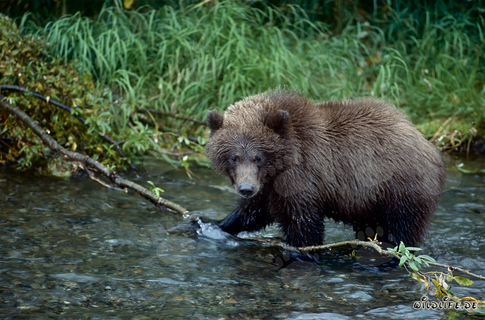 Orsetto pesca un salmone in un fiume selvaggio