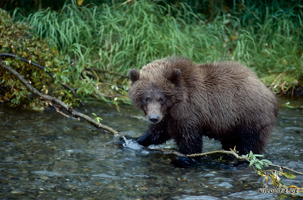 Oso joven atrapa un salmón en un río salvaje