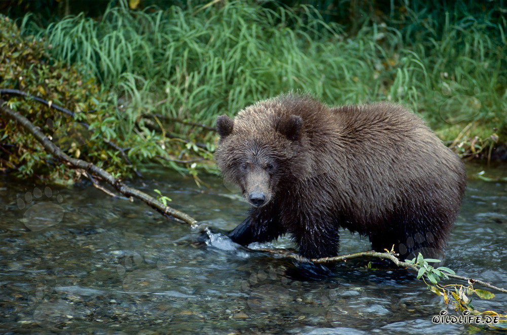 Ourson attrape un saumon dans une rivière sauvage
