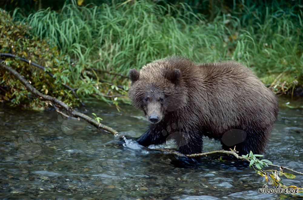 Young bear catching salmon in a wild river