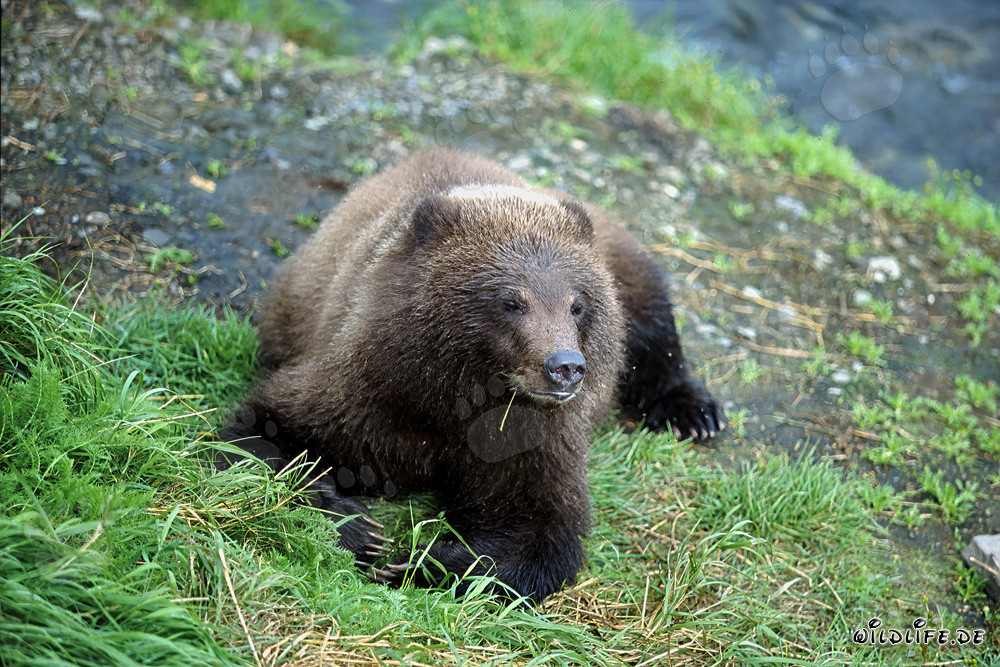 Osservare un giovane orso sulla pittoresca riva del fiume