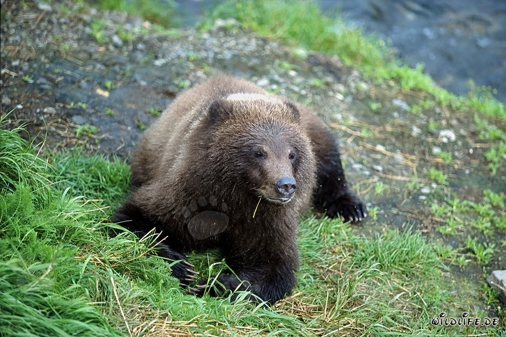 Observer un jeune ours sur la pittoresque rive de la rivière