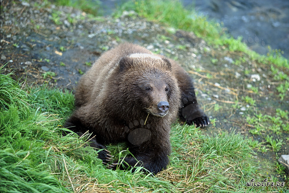 Jungbär am malerischen Ufer des Flusses beobachten