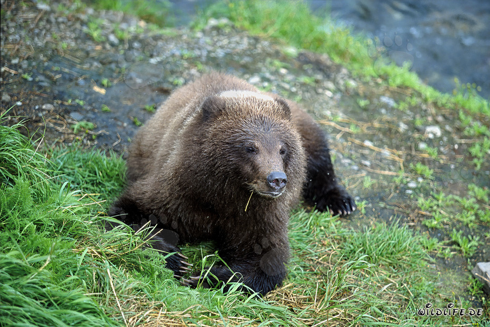 Observar a un oso joven en la pintoresca orilla del río