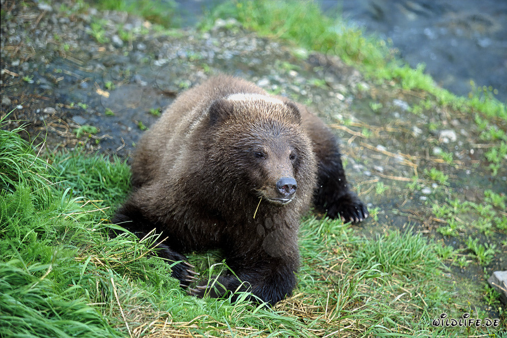 Observing a Young Bear at the Picturesque River Bank