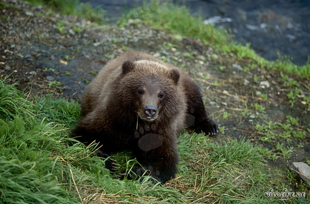 Giovane orso bruno rilassato sulla riva del fiume Brooks