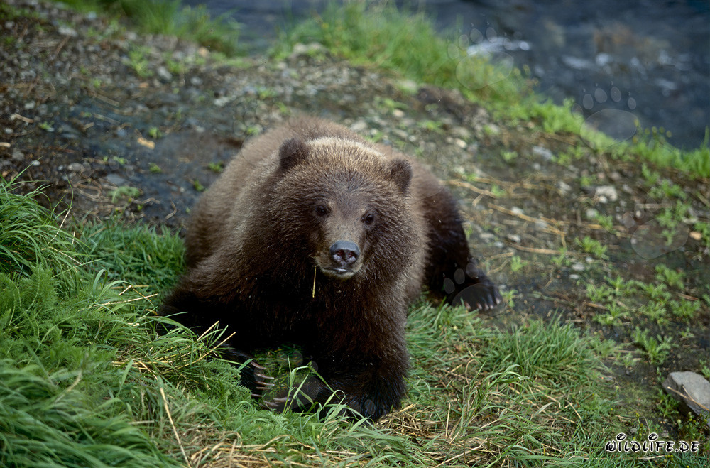 Jeune ours brun se détend au bord de la rivière Brooks
