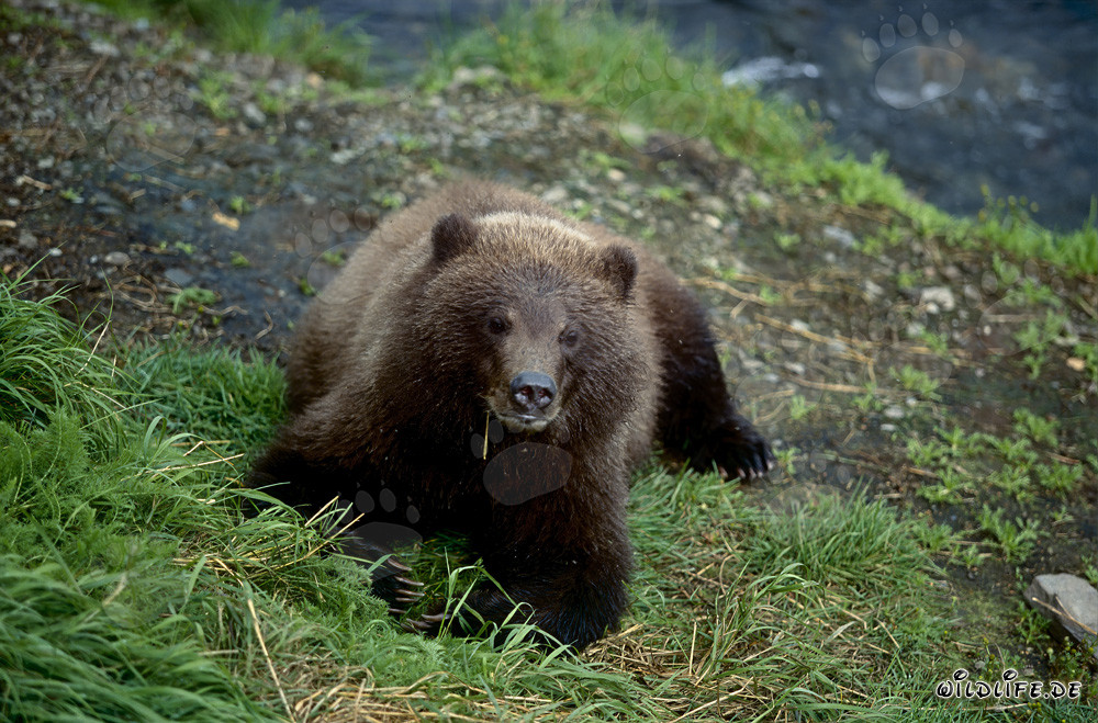 Jungbär entspannt am Ufer des Brooks River