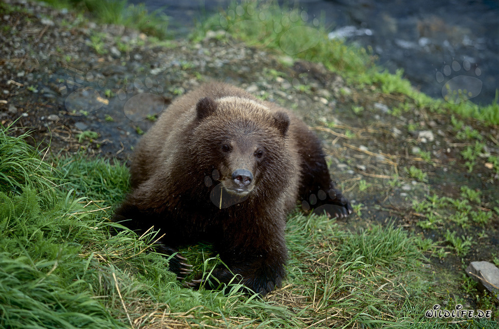 Young bear relaxing by the Brooks River