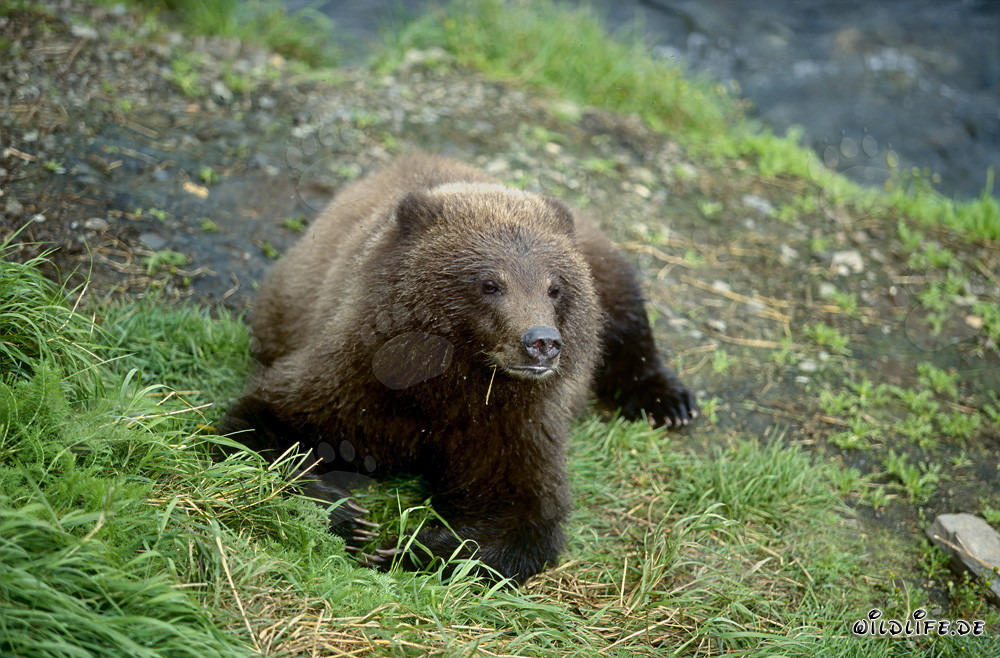 Giovane orso si rilassa sul pittoresco fiume Brooks