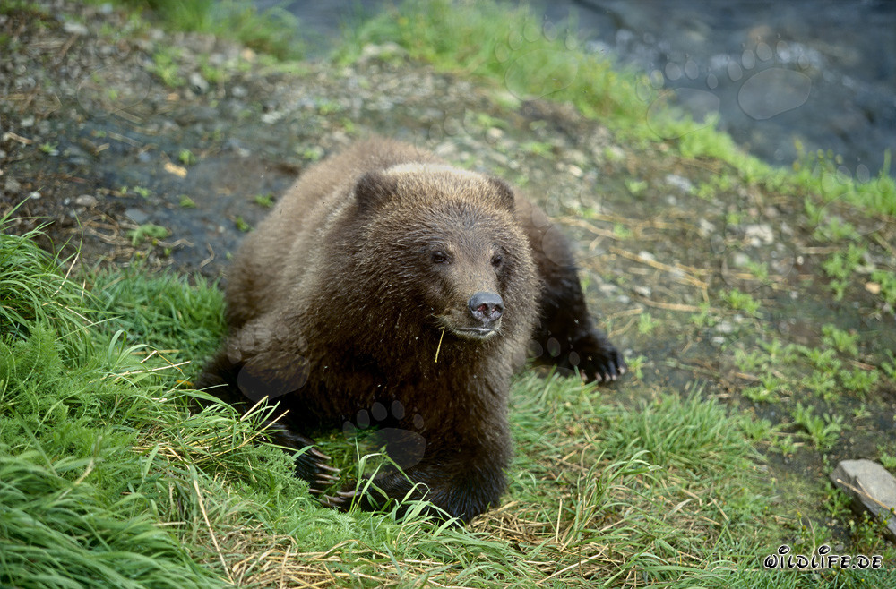 Oso joven se relaja en el idílico río Brooks