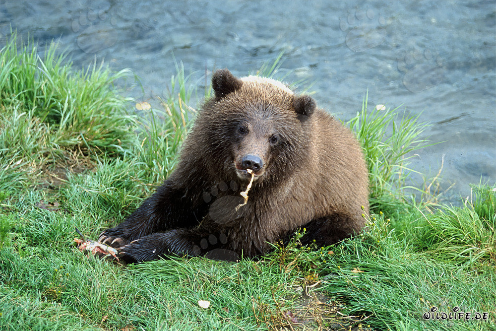 Der kleine Braunbär genießt den frischen Lachsfluss