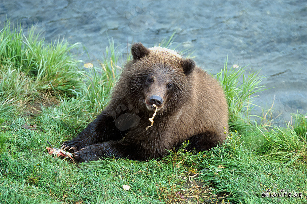 Il piccolo orso bruno gode del fiume di salmoni freschi