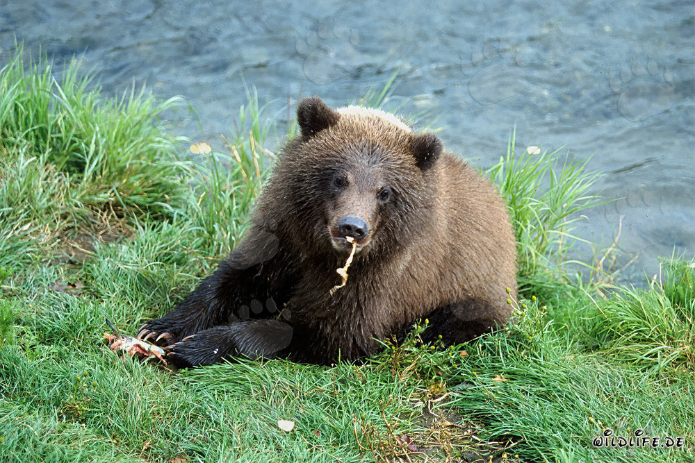 El pequeño oso pardo disfruta del río de salmón fresco