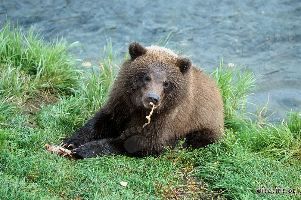 Le petit ours brun apprécie la rivière de saumon frais