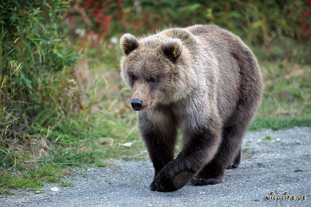 Jungbär auf Entdeckungsreise am Flussufer