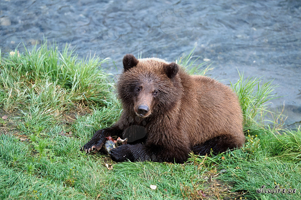 Jungbär beim Fischen nach Lachs am Brooks River in Alaska