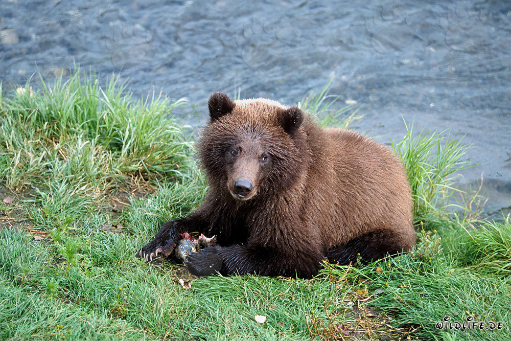Orsetto che pesca salmoni presso il fiume Brooks in Alaska
