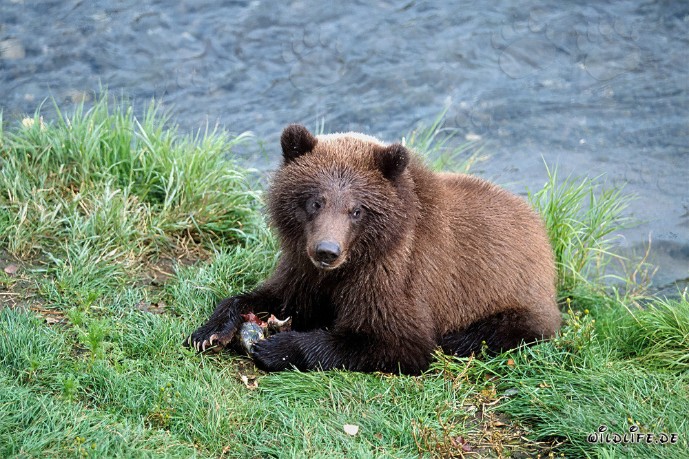 Oso joven pescando salmones en el río Brooks en Alaska