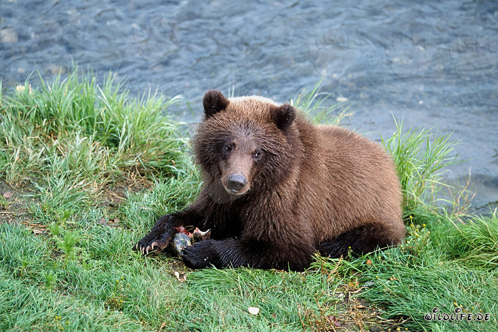 Ourson pêchant le saumon à la rivière Brooks en Alaska