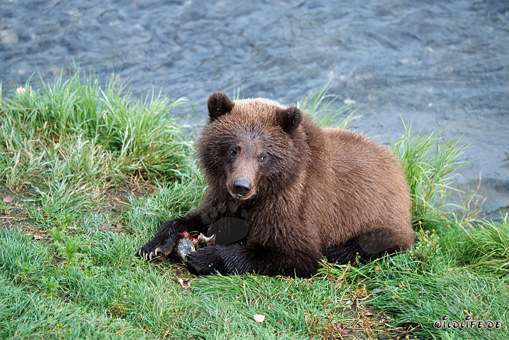 Young Bear Fishing for Salmon at Brooks River in Alaska