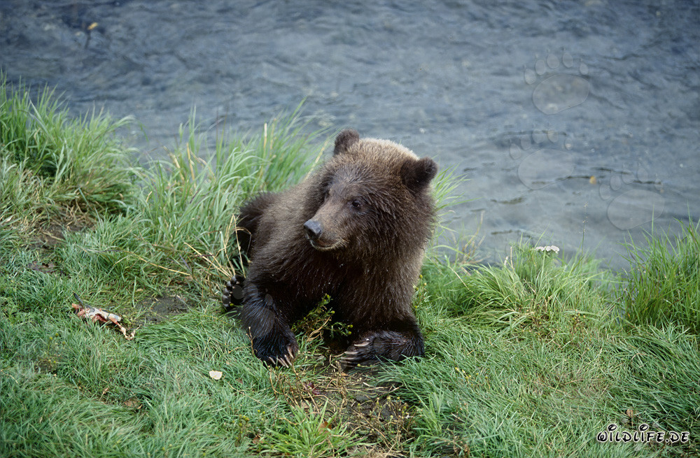 Giovane orso che gusta il suo snack di salmone fresco a Brooks River