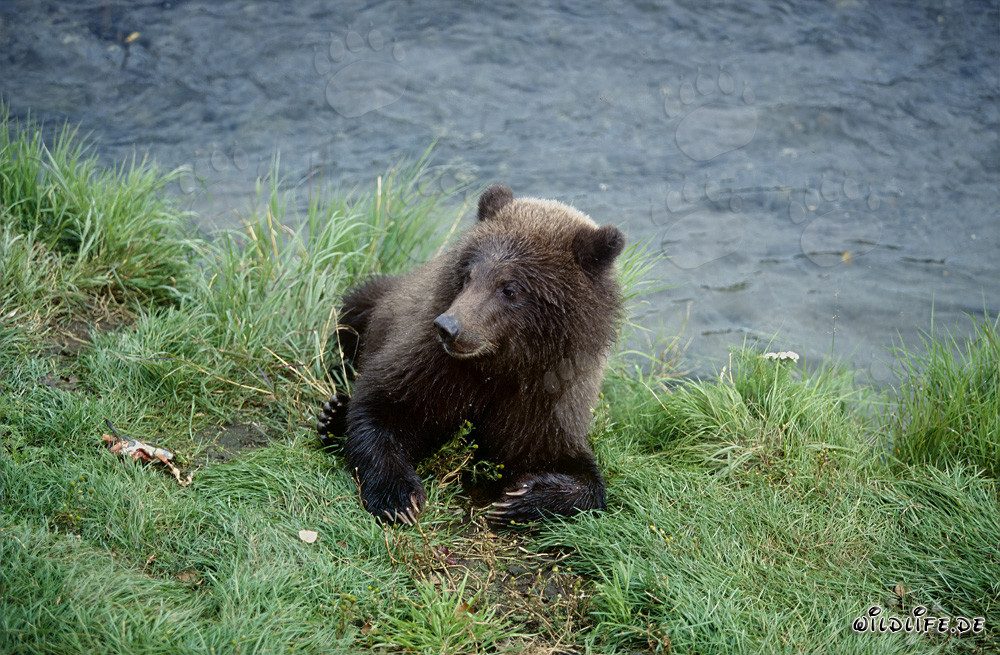 Jungbär genießt seinen frischen Lachssnack am Brooks River