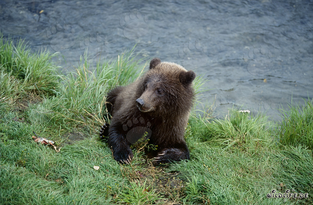 Oso joven disfrutando de su tentempié de salmón fresco en Brooks River