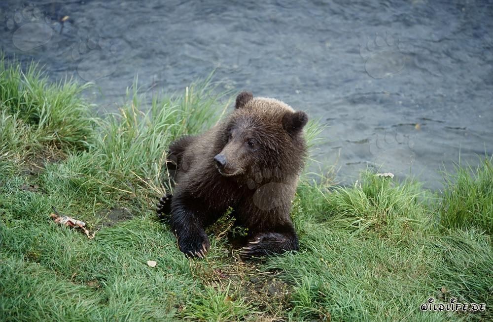 Young bear enjoying a fresh salmon snack at Brooks River