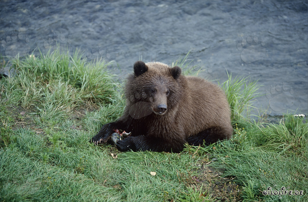 Jungbär beim Fischen am Brooks River
