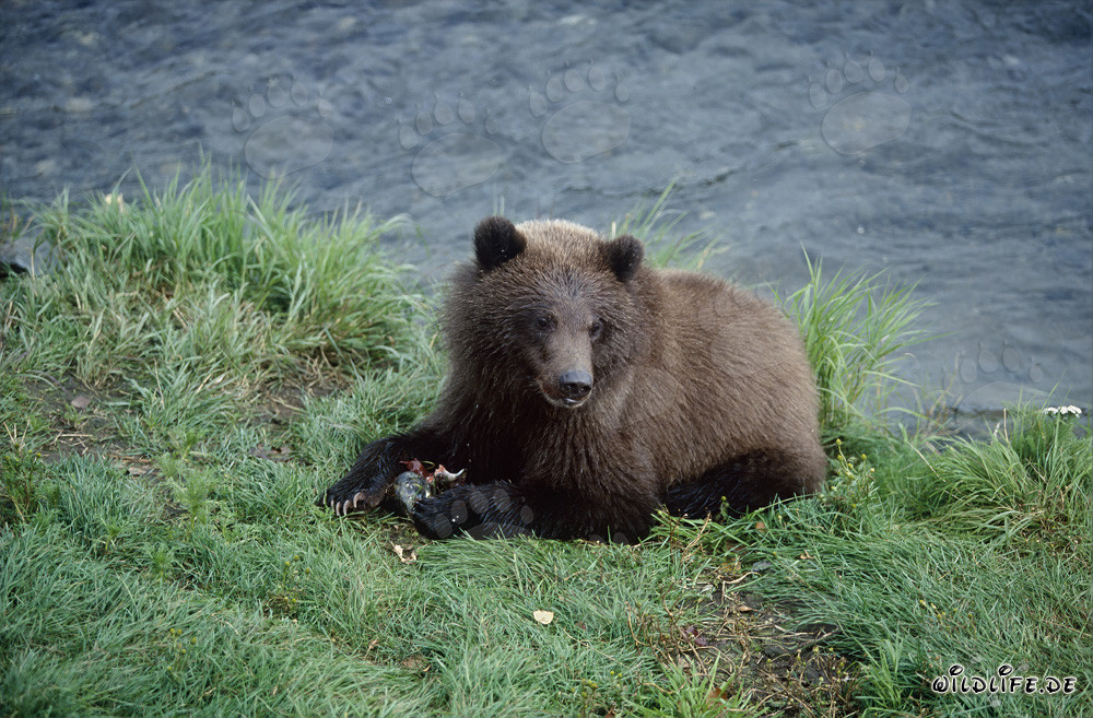 Orsetto che pesca al fiume Brooks
