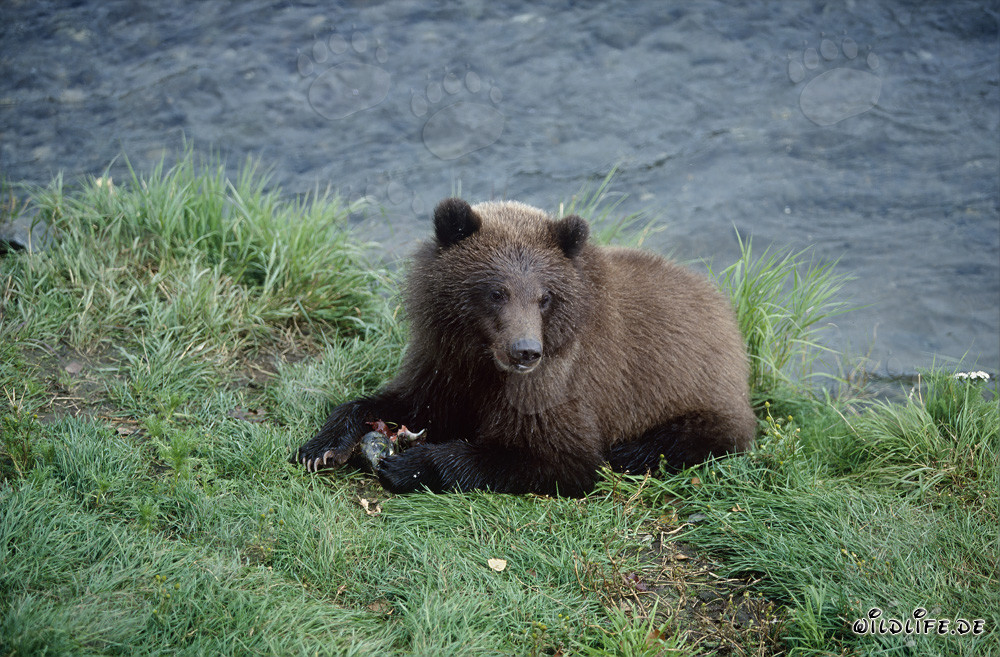 Oso joven pescando en el río Brooks