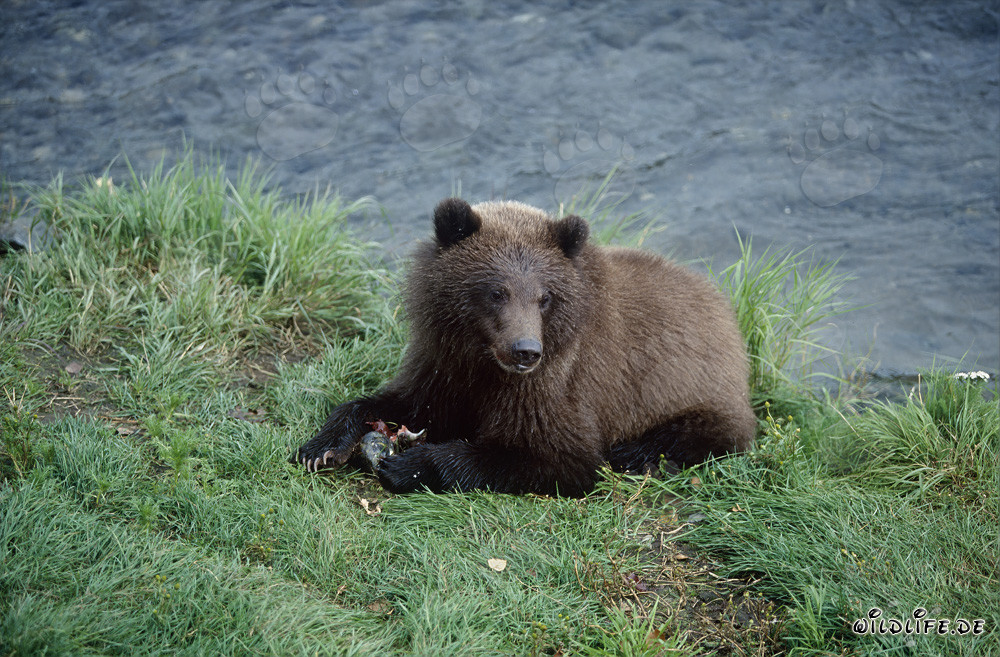 Ourson pêchant à la rivière Brooks