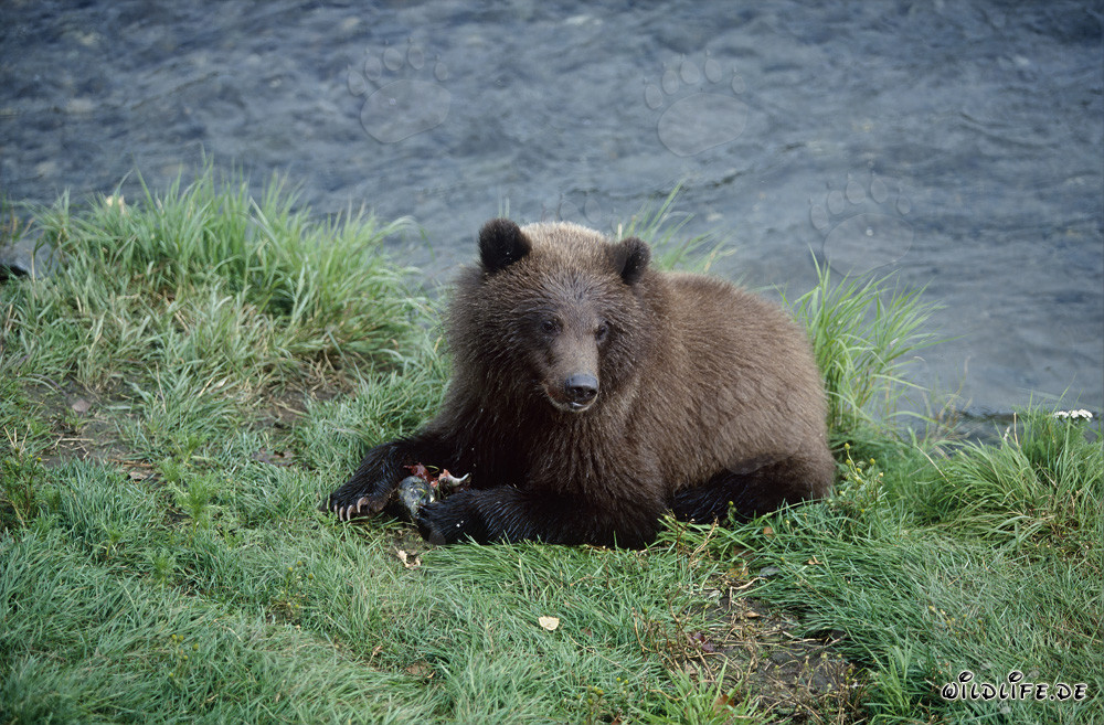 Young Bear Fishing at Brooks River