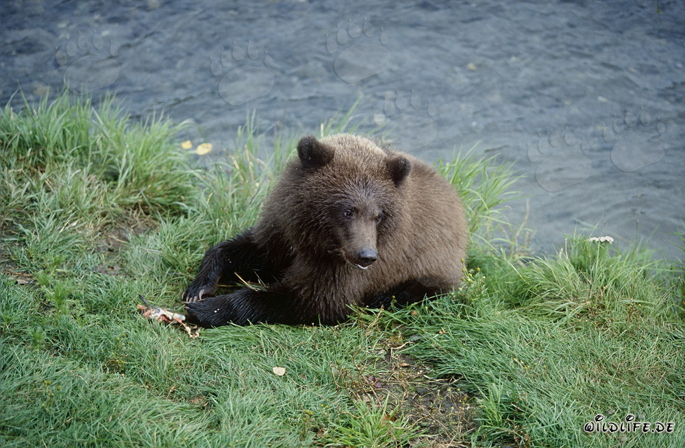 Giovane orso bruno con resti di salmone sulla riva del fiume Brooks