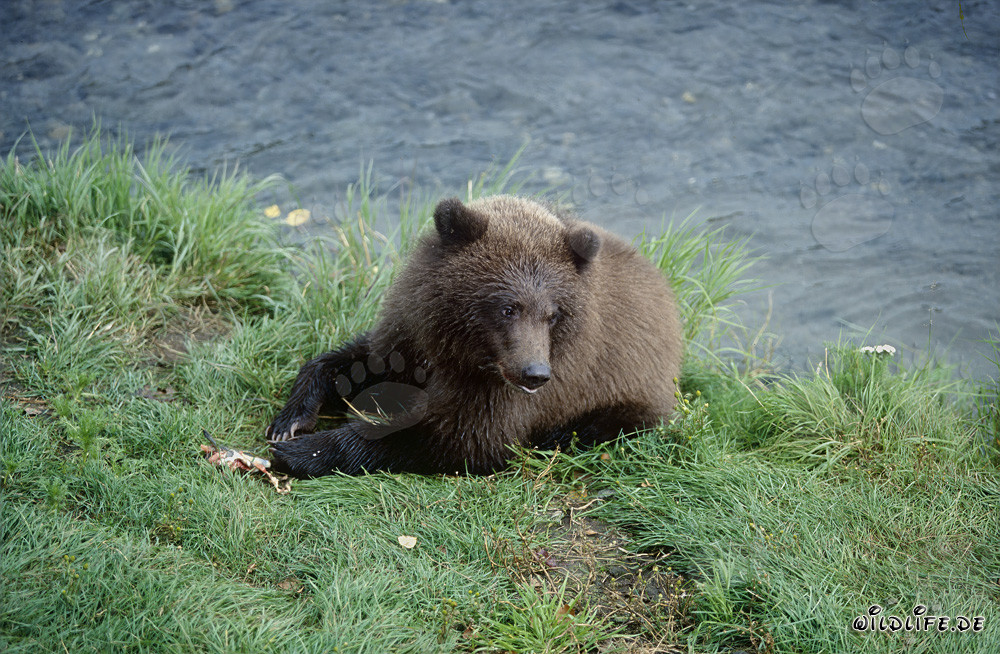 Jeune ours brun avec restes de saumon sur la rive de la rivière Brooks
