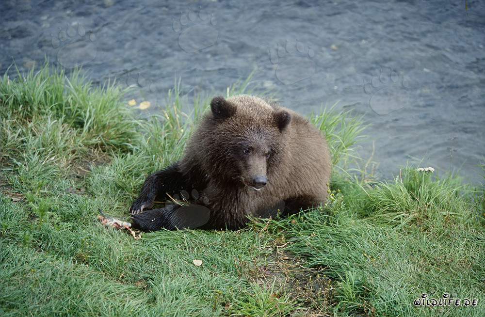Joven oso pardo con restos de salmón en la orilla del río Brooks