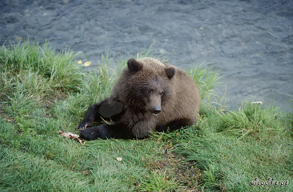 Young Brown Bear with Salmon Remains at Brooks River Bank
