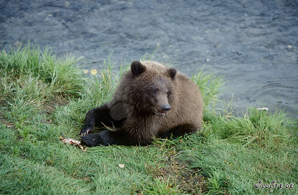 Giovane orso bruno con resti di salmone al Brooks River