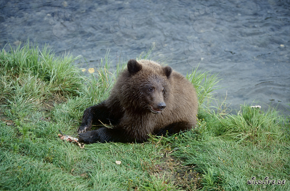 Jeune ours brun avec restes de saumon au Brooks River