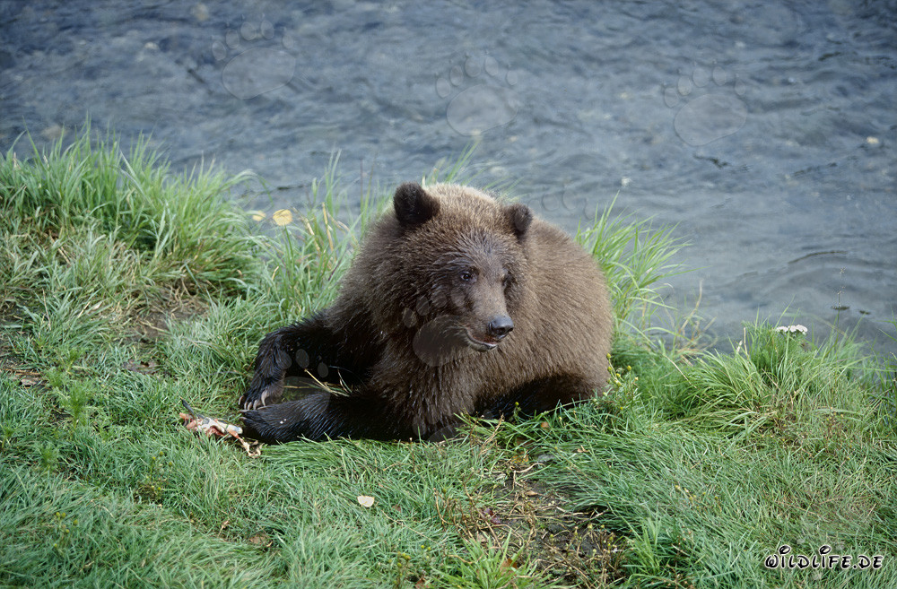 Joven oso pardo con restos de salmón en el río Brooks