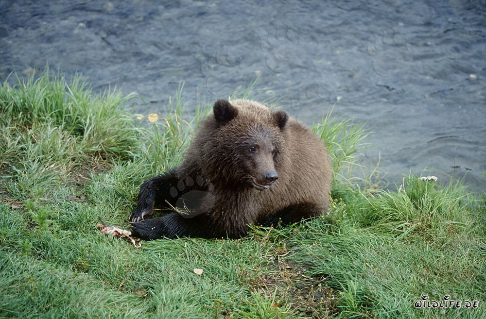 Young Brown Bear with Salmon Remains at Brooks River