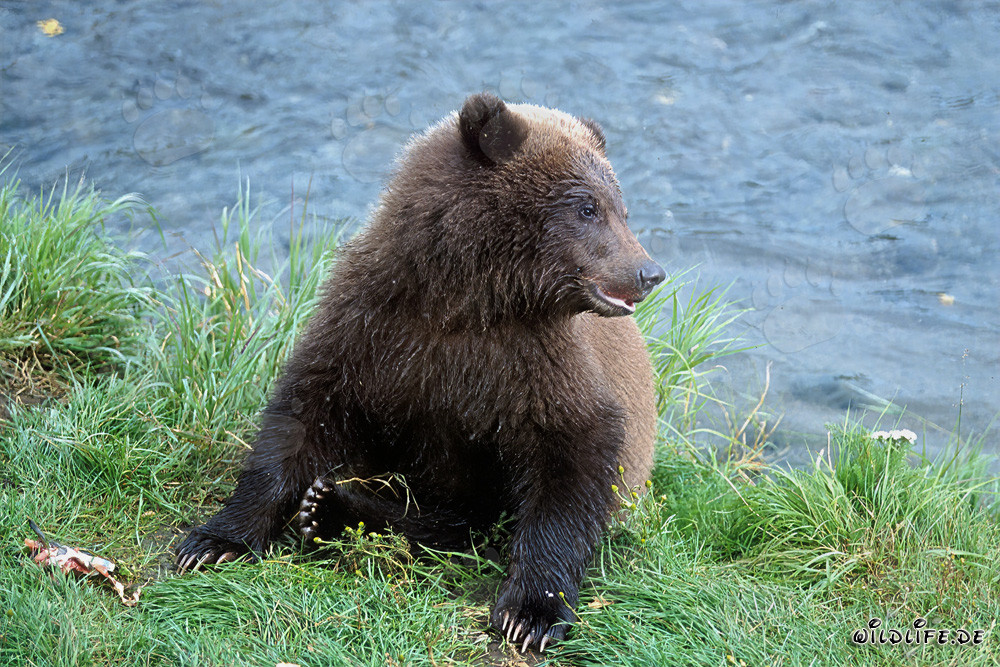 Oso joven disfruta de salmón fresco en la orilla de un río