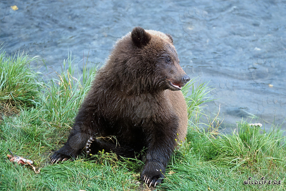 Ourson se régale de saumon frais au bord d'une rivière