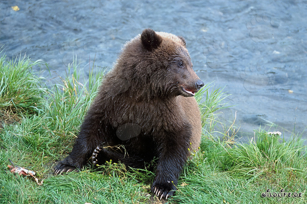 Young bear enjoying fresh salmon at a riverbank